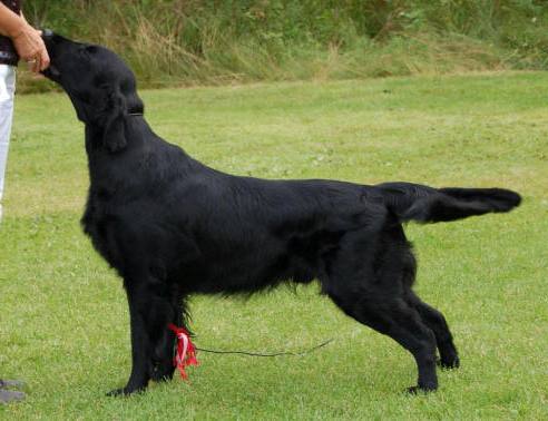 Fab Four's Feel The Wind